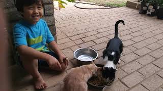 Kent and His 3 Cats🐼🐈