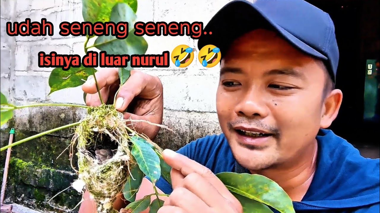  dapet sarang burung yang lagi viral. Malah isinya di luar nurul! Sarang remetuk laut