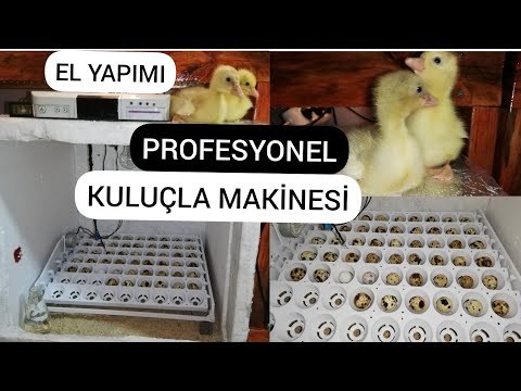 Video: Evde kendi ellerinizle bir kuluçka makinesi nasıl yapılır?