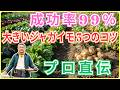 【初心者でも成功】小粒ゴロゴロは卒業！植える前30日で勝負が決まる！ ジャガイモを大きくする3つの準備（芽出し〔浴光育芽〕・品種・種イモ）今日から間に合う