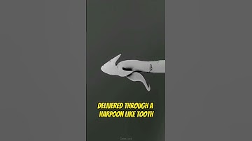 Cone Snails Are More Dangerous Than Snakes #shorts