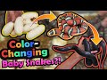 Baby Color-Changing Milksnakes Hatching!!