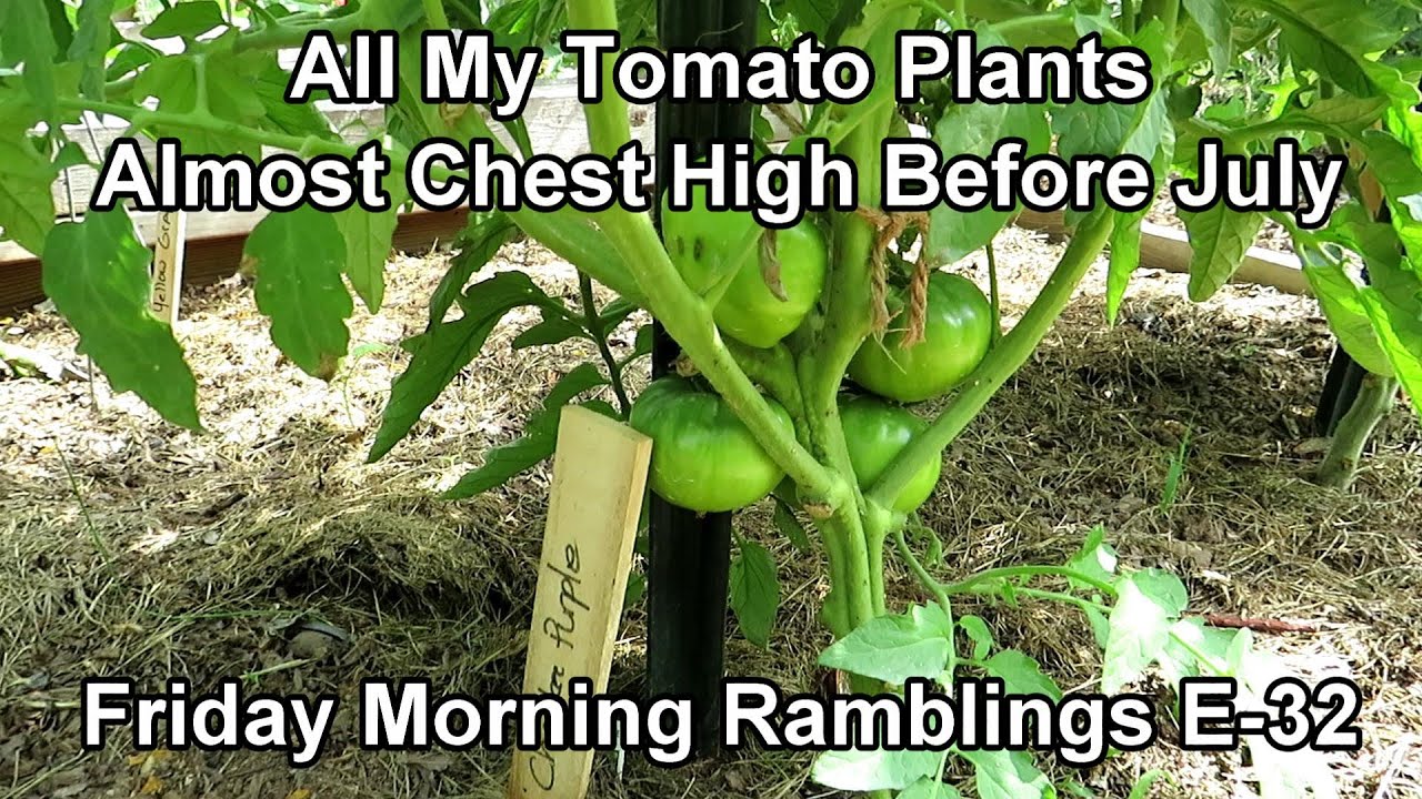 All My Tomatoes & How I Grow Them, Squash Backup Plants & Cicadas: My FM Garden Ramblings E-32