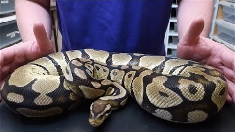 Pastel het axanthic ball python, the beginning of actual breeding plans.