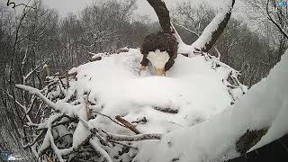 Hanover Pa Live Streaming Bald Eagle Nest Webcam Hdontap Com Mozilla Firefox 2024 01 16 07 44 2