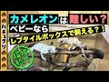 【パンサーカメレオン#1】ベビーの飼育環境紹介_Panther chameleon Baby Rearing environment【爬虫類ペット】