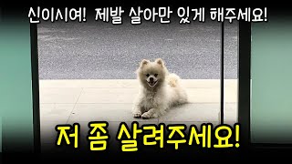 유기견 | 유기견입양 | 가평 유기견 | 유기견 구조 | 유기견임시보호 | 유기견브이로그 | 위험한 도로에 아기 유기견