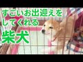 【お出迎えの歴史】人のことが大好きな柴犬を家族に迎えると、こうなります…♡