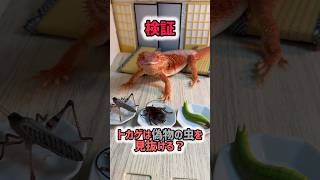 【検証】トカゲは偽物の虫を見抜ける?
