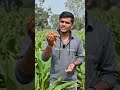 હળદરથી મેળવો 2 ગણો નફો 😀😍