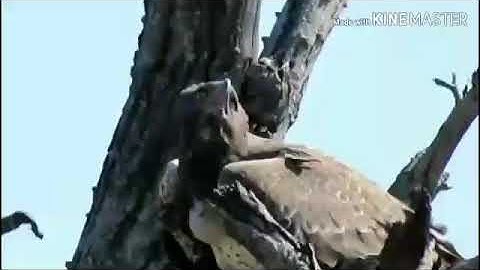 What do birds of Africa sound like in slow motion 2