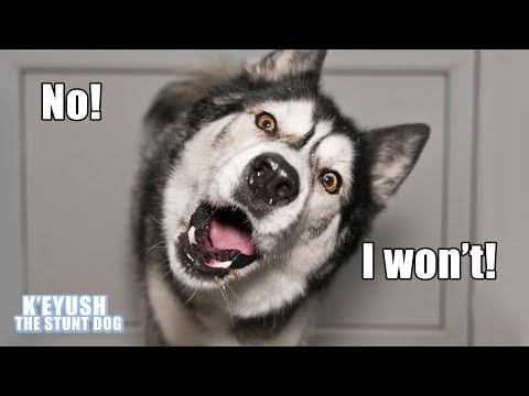 my-husky-argues-before-doing-anything-i-ask!-cutest-arguments!