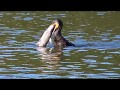 大きなアメリカナマズを丸飲みするカワウ(大池親水公園)