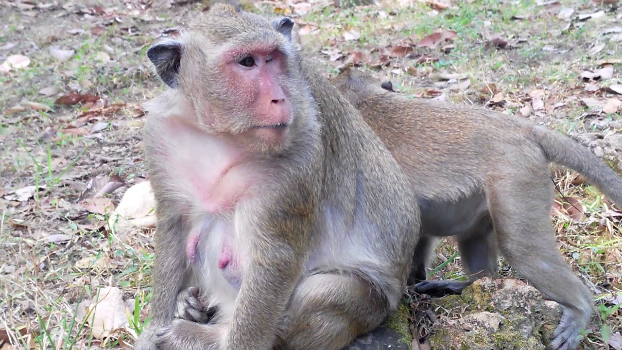 Sweet Pea monkey eating banana not full and want to request Popeye monkey for milk.