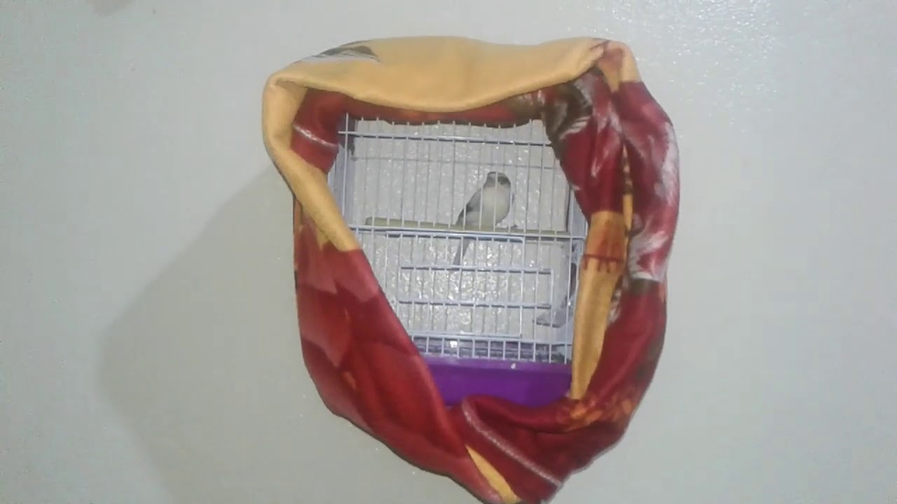 طريقة علاج الزكام أو البرد عند الكناري وتوضيح للأعراض والأسباب التي تؤدي للمرض