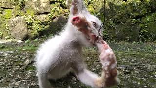 Adorable kitten having difficulty eating