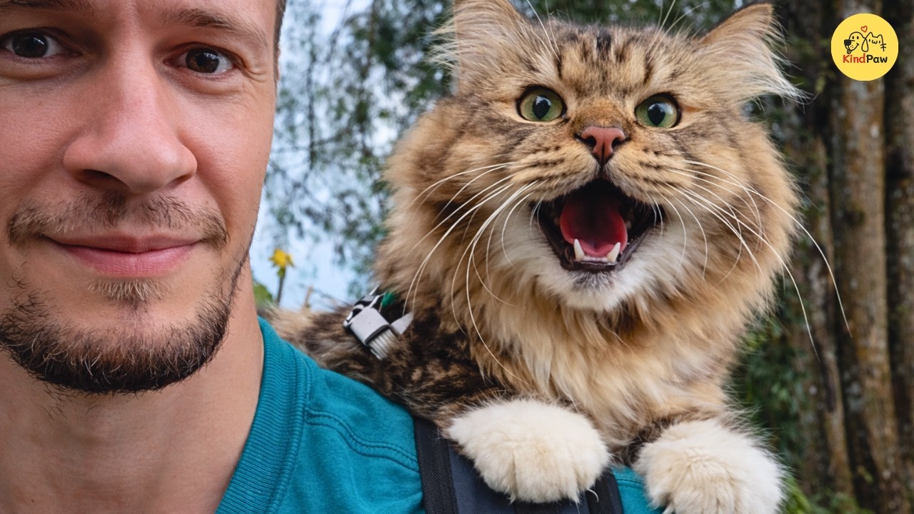 Никто не ожидал, что этот спасенный кот запрыгнет на велосипед и превратит поездки в семейные при...