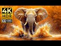 Ultimate 4K Animal World – Stunning Details in 120FPS & Dolby Vision