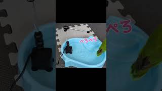 ボタンインコと新しいシャワー その2 #ボタンインコ #vlog #bird #short