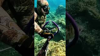 Ψαροντούφεκο Σαργός