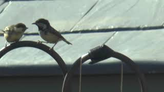 Great Fledgeling Feeding From Parent