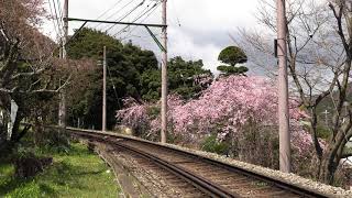 【4K 60P】箱根登山鉄道　サンナナ+109　大平台枝垂桜　20190331