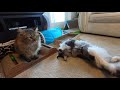 Siberian Forest Cat (Jimmi) Play Fights With Maine Coon (Remy) Ep. 1 の動画、YouTube動画。