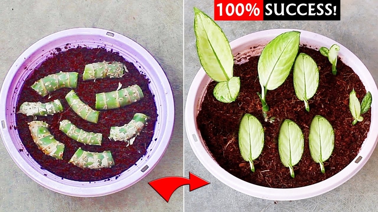 NEW METHOD To Propagate Dieffenbachia From Cuttings EASILY!