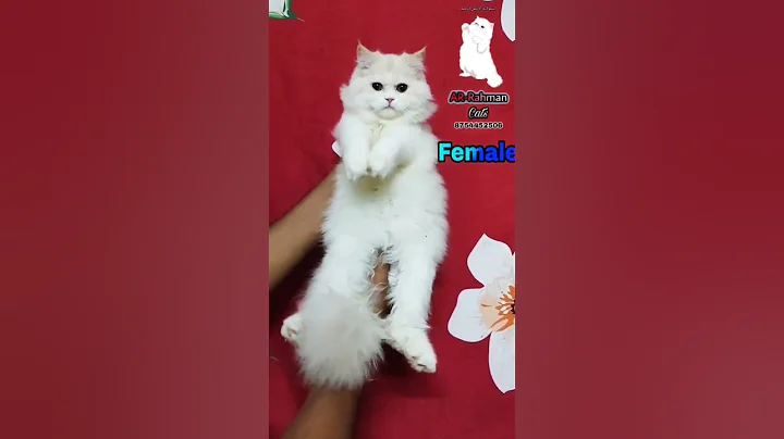 Watch the video about Cream colour persian 8754452506 #catlover #pet #persiancat #persiancatforsale #cat #dog #blueeyes
