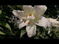 10я выставка лилий в Ботаническом саду Петра Великого пройдёт с 6го по 21е августа.