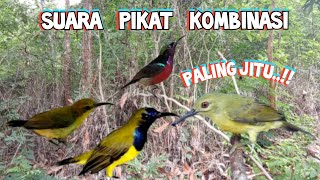 Suara Pikat Sogon Kombinasi Kolibri Kejepit Paling Jitu