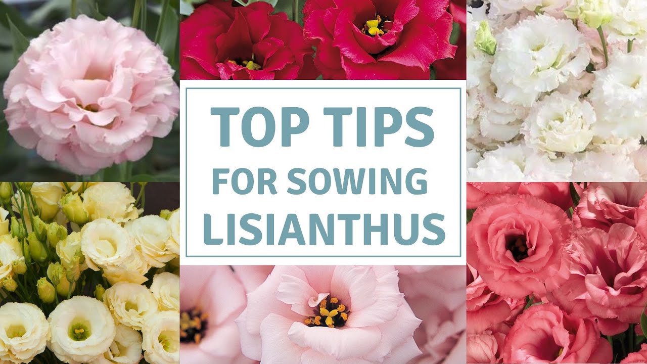 Лучшие советы по выбору лучших саженцев лизиантуса