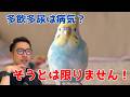 【質問コーナー】獣医師が答えるインコが多飲多尿でも大丈夫なケース