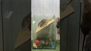 Easy mouse trap at home/creative mouse trap mouse mousetrap