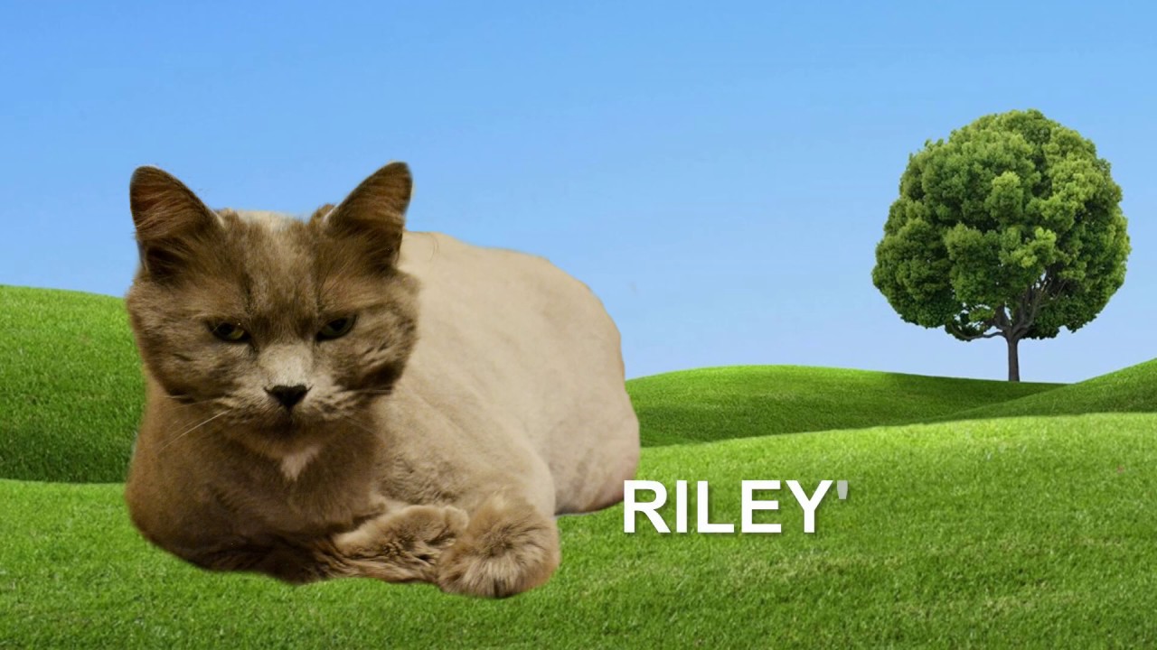 Riley the Cat Exercising - YouTube