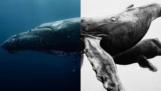 How to Draw a Humpback Whale | Step by Step Tutorial