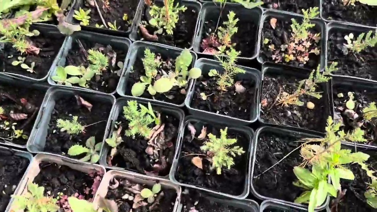 Выращивание кипариса из семян. Пикировка кипариса . Ответы на вопросы подписчиков