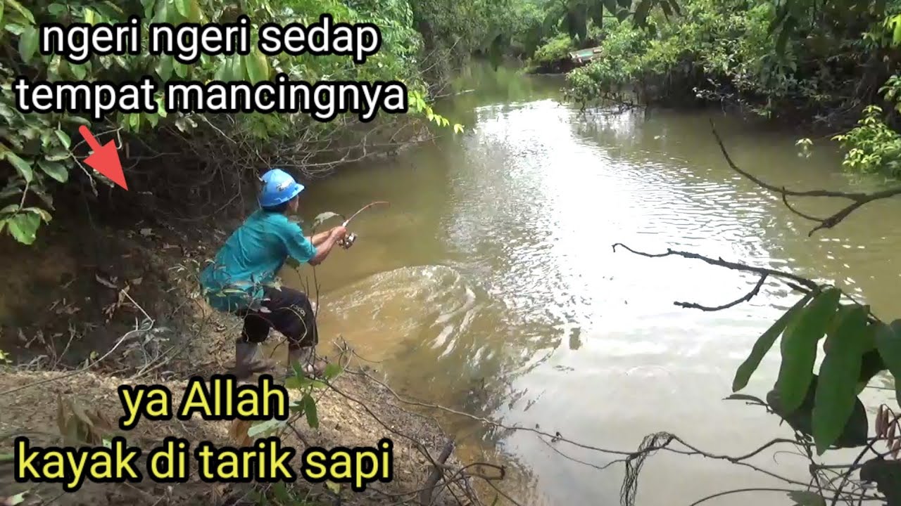 Memancing di sungai kecil menggunakan umpan ikan busuk