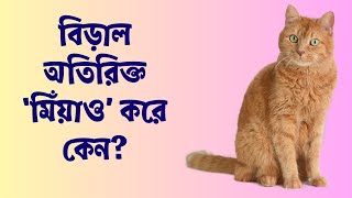বিড়াল অতিরিক্ত ‘মিঁয়াও’ করে কেন? || Why Does Cat Meow So Much?