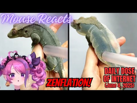 Mouse Reacts to Daily Dose of Internet: They Overinflated a Lizard (June 4, 2025)