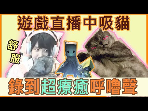遊戲直播中吸貓！錄到超療癒呼嚕聲！♥♥