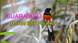 SUARA MURAI BATU ALAMI KARAKTER SUARA ASLI, ALAMI/HUTAN