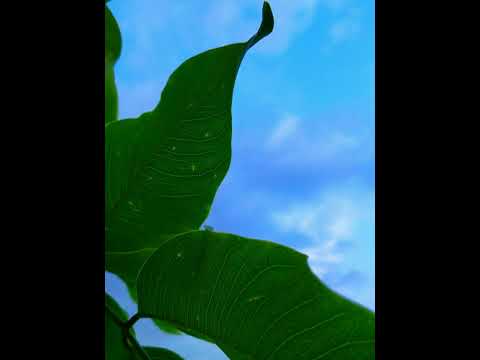 لا تقوم الساعة حتى يكثر المال ويفيض