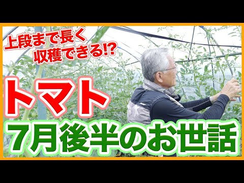 7月のトマト管理は危ない？私が毎年やっている3つのチェックで実が止まらない方法