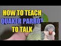 How to teach your Quaker parrot to talk