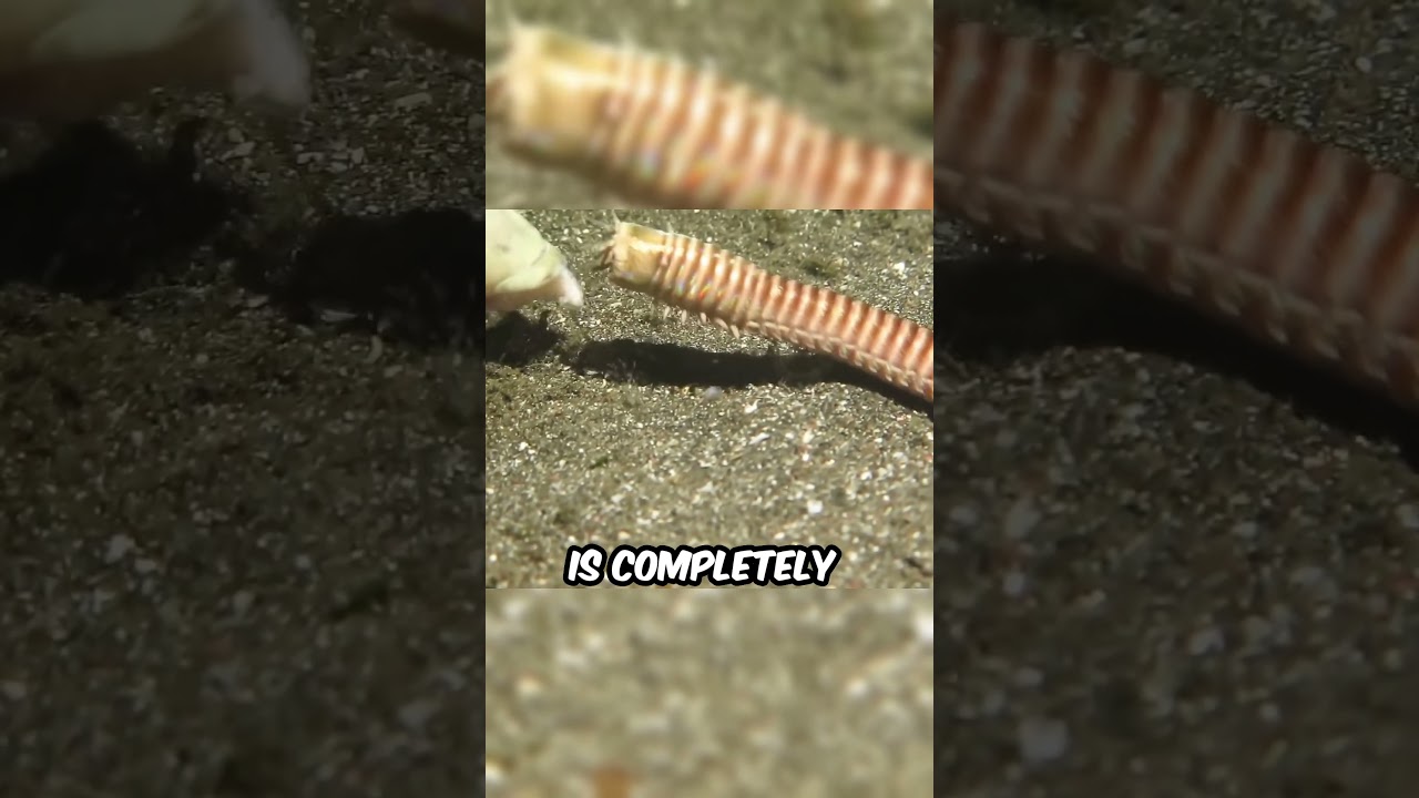 Why Are Bobbit Worms So Dangerous?