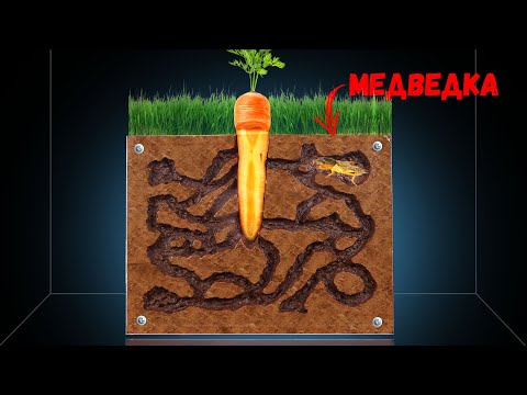Video: Underjordiske gulerodsskadedyr - hvad er gulerodsrustfluer, og hvordan man slipper af med dem