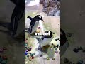 • « Quand un caillou vaut une bague : l’amour version manchot » #animauxmignons #animals