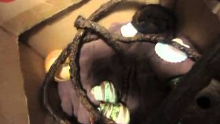 how to bath a hermit crab
