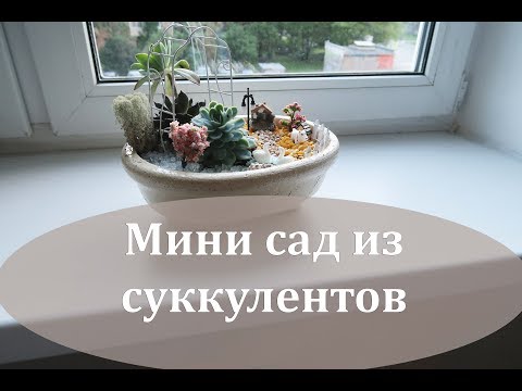 Мини садик своими руками из суккулентов